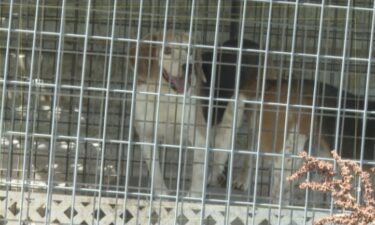 Walton said they worked with the Oklahoma State Department of Agriculture and the Humane Society of Tulsa on June 23 to rescue the dogs and treat them. Ramthun said she was glad the dogs were getting help.