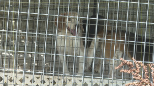 <i>KJRH via CNN Newsource</i><br/>Walton said they worked with the Oklahoma State Department of Agriculture and the Humane Society of Tulsa on June 23 to rescue the dogs and treat them. Ramthun said she was glad the dogs were getting help.