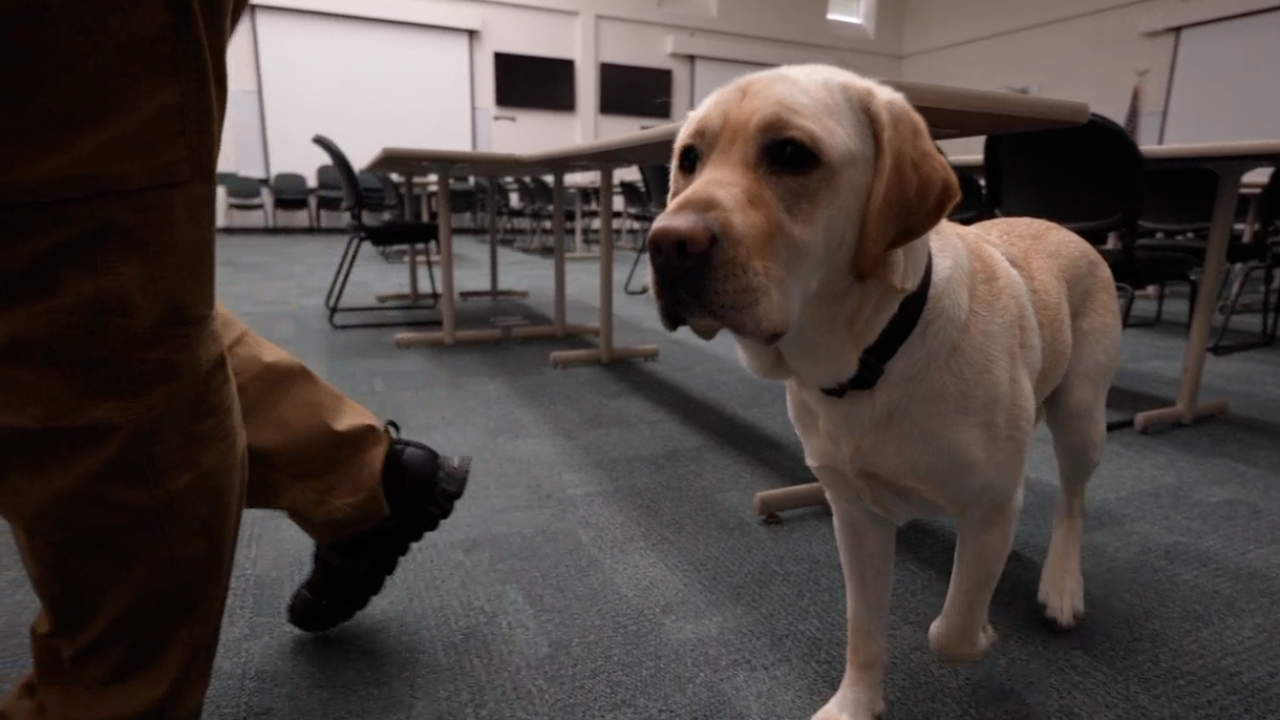 <i>Rob Pieper/WCPO via CNN Newsource</i><br/>K9 Mozart is an Electronic Storage Detection (ESD) K9 assigned to the department's Electronic Crimes Unit (ECU).