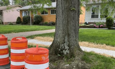 A citywide sidewalk repair program has some Clevelanders scratching their heads. Their sidewalks all had the same kind of damage after massive city-owned trees and their roots broke them up.