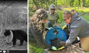 Crews from the Michigan Department of Natural Resources were able to remove a plastic lid from the neck of a young bear after around two years.