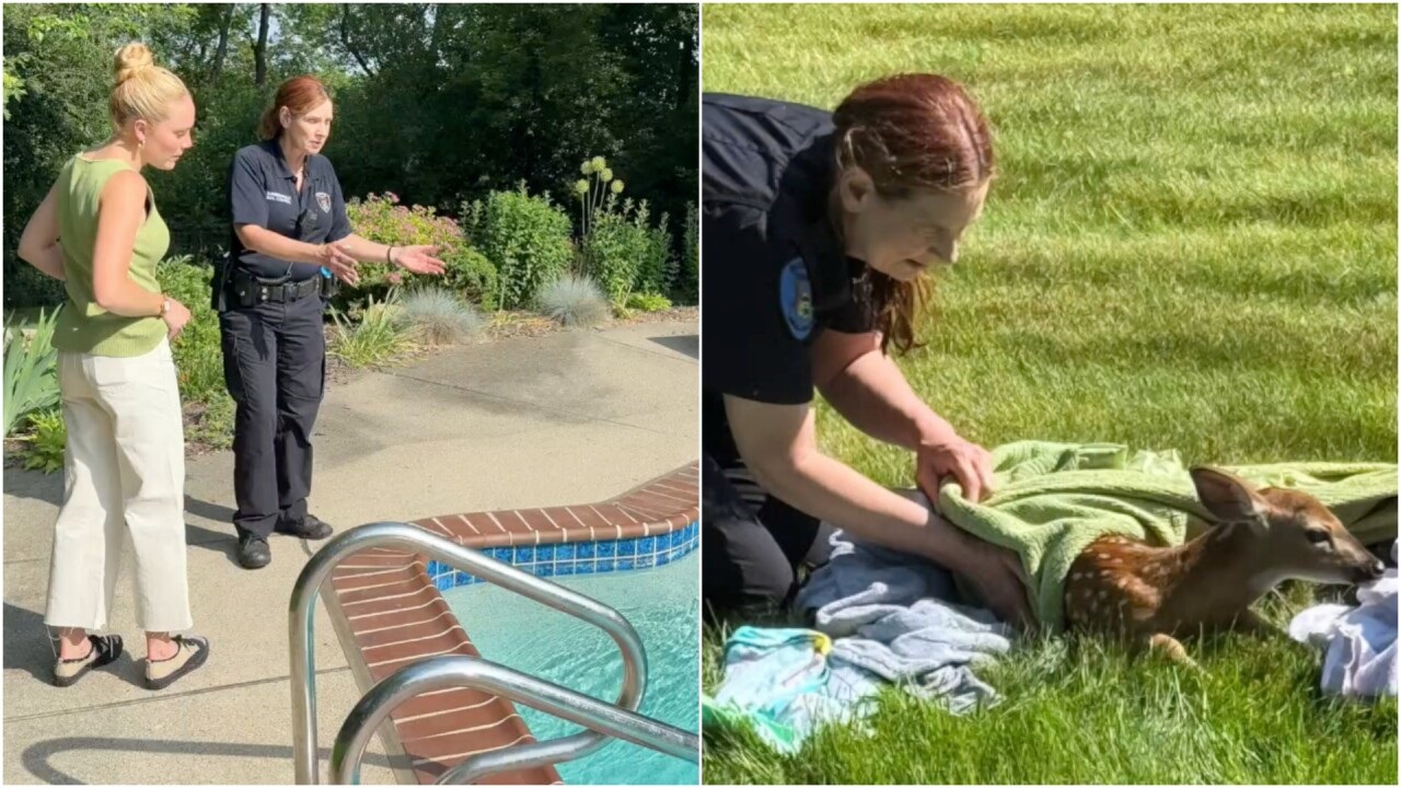 <i>WXYZ via CNN Newsource</i><br/>A Bloomfield Township Animal Control officer is being credited with saving a young fawn that was drowning under a pool cover early Sunday morning.