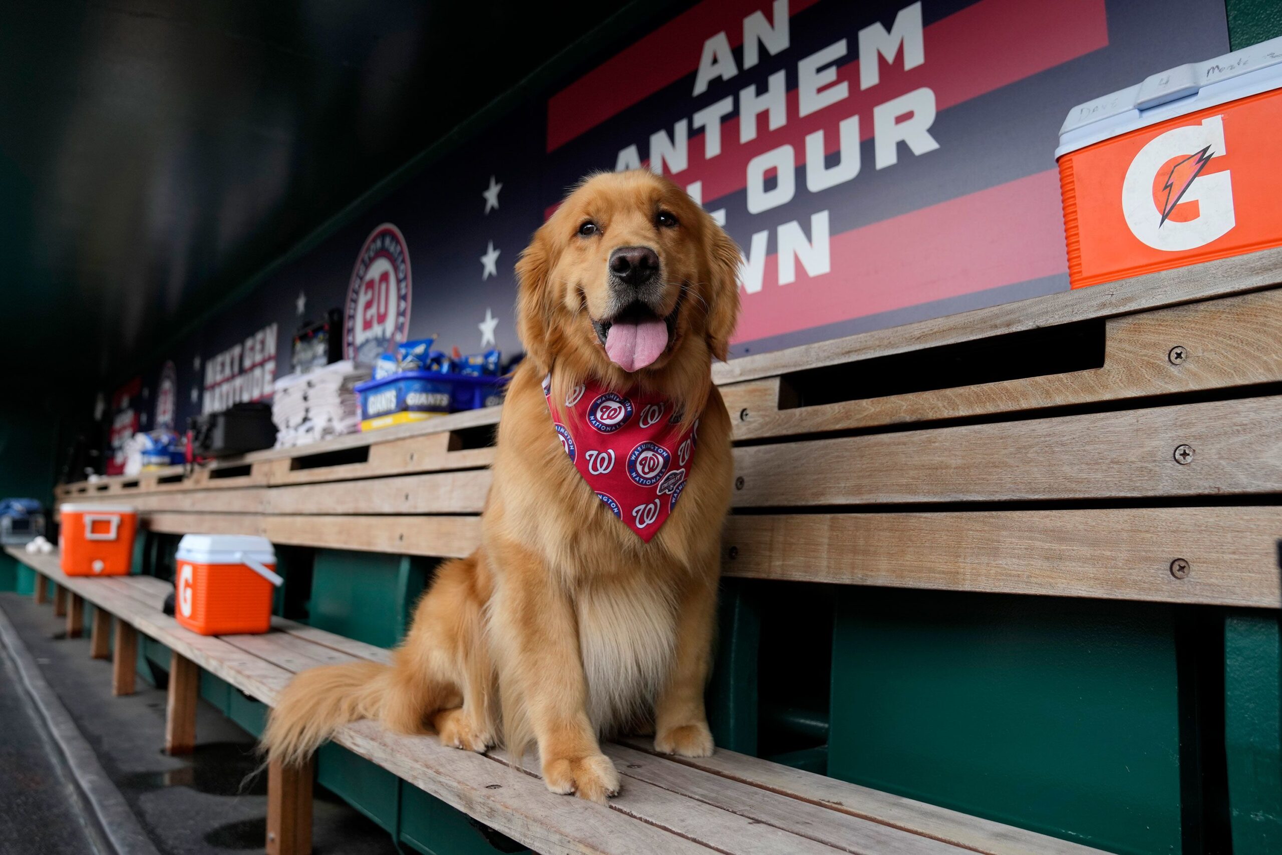 <i>Jess Rapfogel/Getty Images via CNN Newsource</i><br/>Bruce the Bat Dog sits on the bench in the Washington Nationals dugout before a game against the Miami Marlins.