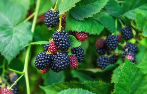 Blackberries joined the "Dirty Dozen" list after testing by the US Department of Agriculture.