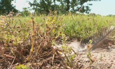 Cylie Gillespie was one of those witnesses. She didn't see the geese get killed
