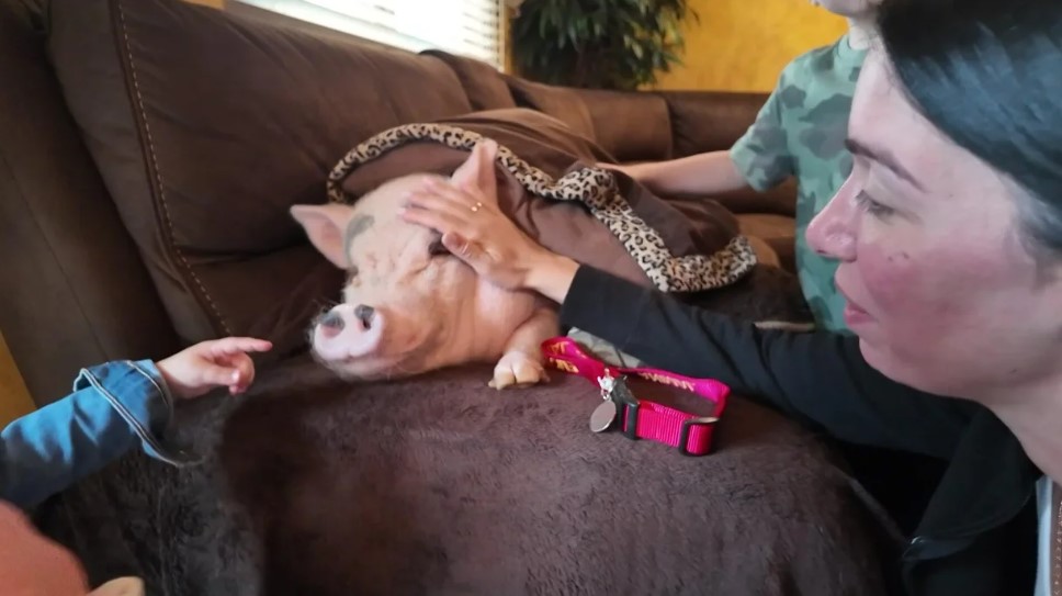 <i>WCBS/WLNY via CNN Newsource</i><br/>Health officials are threatening to take her away because they say it's illegal to have a pet pig in New York City.