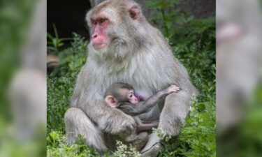 Twelve-year-old Japanese macaque
