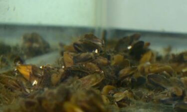 Tanya Veldhuizen is an Environmental Program Manager for DWR and leads their Invasive Mussel Program. She said golden mussels are affecting their facilities across the state.