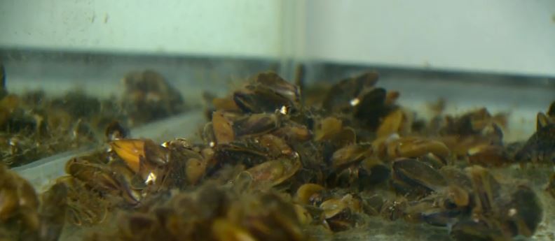 <i>KCRA via CNN Newsource</i><br/>Tanya Veldhuizen is an Environmental Program Manager for DWR and leads their Invasive Mussel Program. She said golden mussels are affecting their facilities across the state.
