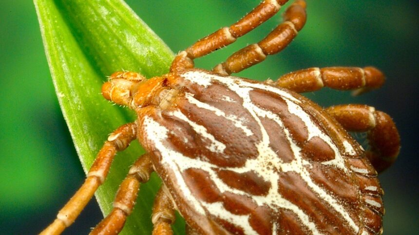 City of Juárez working to prevent the spread of Rickettsiosis on the border