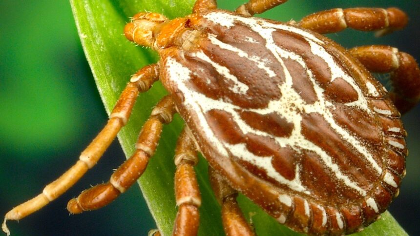 27 deaths in Juarez due to Rickettsiosis, a tick/flea bacteria