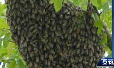 Another swarm of "killer bees" has been located in Alabama. On Monday