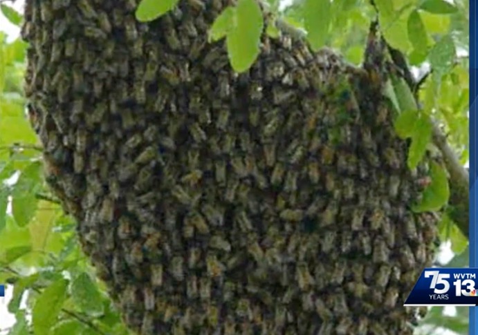 <i>Alabama Department of Agriculture and Industries via CNN Newsource</i><br/>Another swarm of "killer bees" has been located in Alabama. On Monday