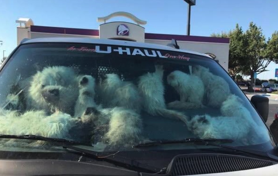 <i>Merced County Sheriff's Office via CNN Newsource</i><br/>A welfare check resulted in the grisly discovery of 28 dead cats and another 106 "extremely emaciated cats" in a U-Haul van in Central California