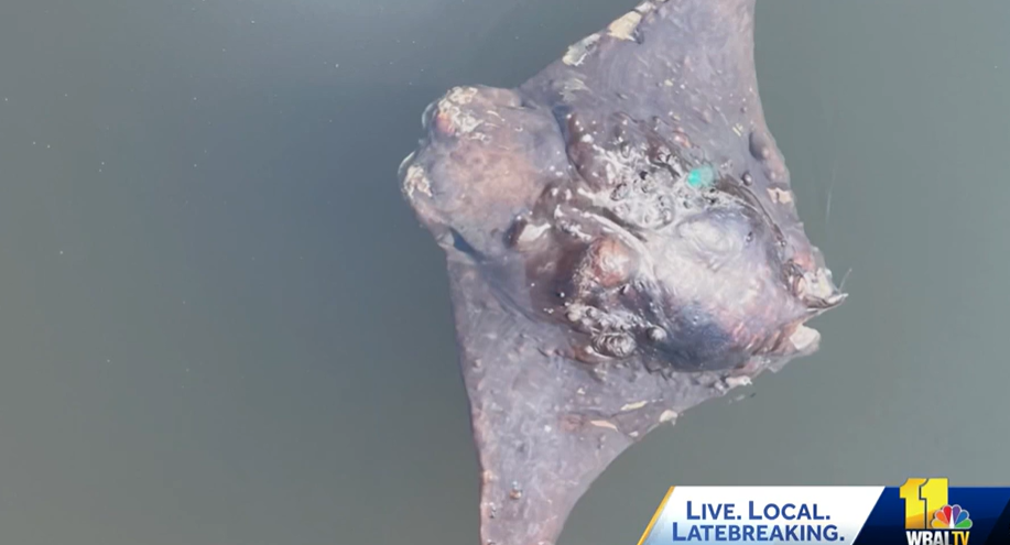 <i>Maryland Department of Environment/WBAL via CNN Newsource</i><br/>Some Glen Burnie residents are breathing a sigh of relief after dead cownose rays left a horrid smell.