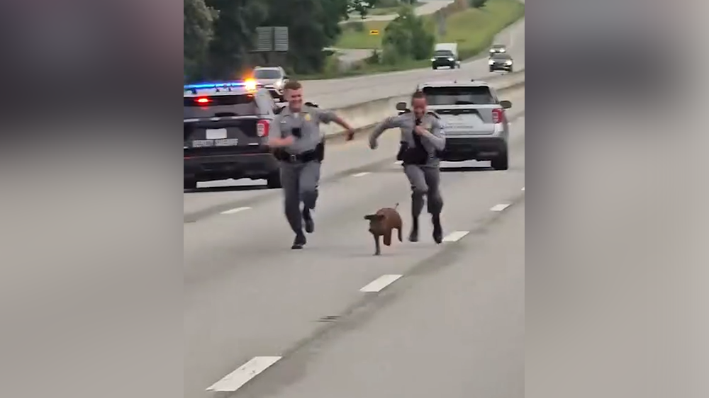 <i>South Carolina Department of Public Safety/WJCL via CNN Newsource</i><br/>State troopers were called out for an animal in the road.