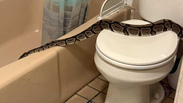 <i>WMUR via CNN Newsource</i><br/>A 5-foot python found in bathroom of Derry apartment building.