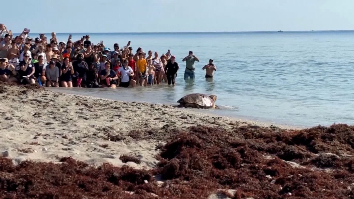<i>WPBF via CNN Newsource</i><br/>Pennywise is a 300-pound adult loggerhead sea turtle and arrived at Loggerhead Marinelife Center on May 18. She was found stranded and floating off the coast of Port St. Lucie by Inwater Research Group. Pennywise suffered significant blunt force trauma to her shell from a boat strike. The staff and volunteers at Loggerhead Marinelife Center were shocked to find out that Pennywise is pregnant and carrying eggs.