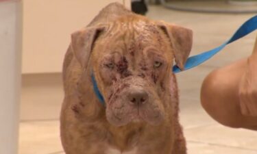 A dog is recovering at an animal hospital after being found suffering from severe injuries by a Hollywood resident.
