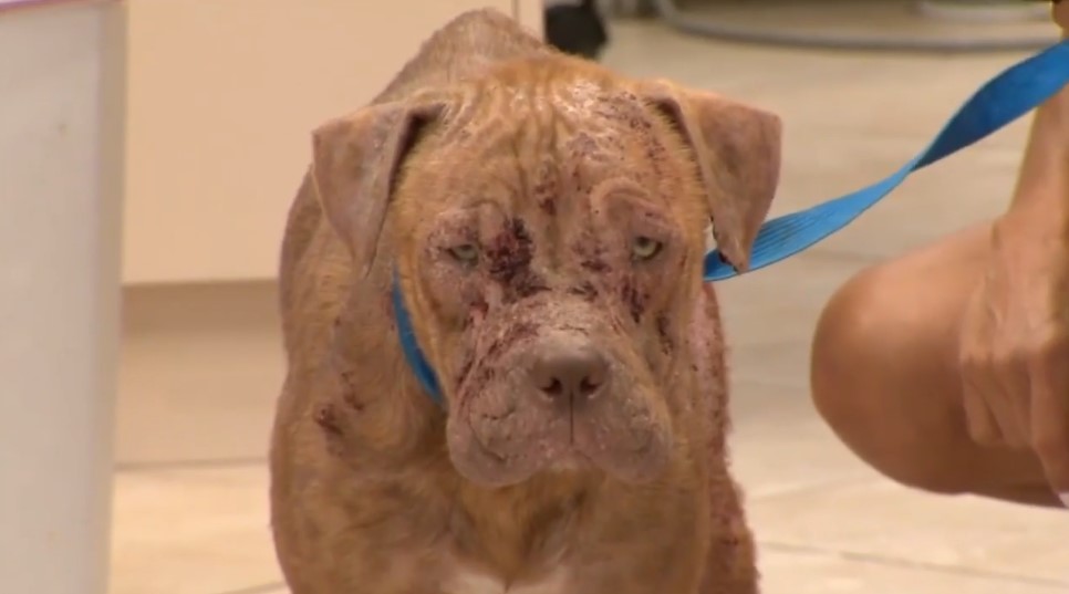 <i>WSVN via CNN Newsource</i><br/>A dog is recovering at an animal hospital after being found suffering from severe injuries by a Hollywood resident.