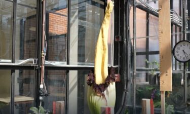 Austin Peay University is home to two extremely rare corpse plants
