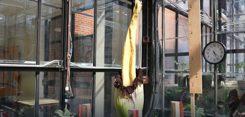 <i>WTVF via CNN Newsource</i><br/>Austin Peay University is home to two extremely rare corpse plants