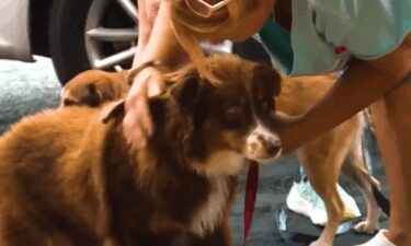 Nearly 200 dogs were mistreated