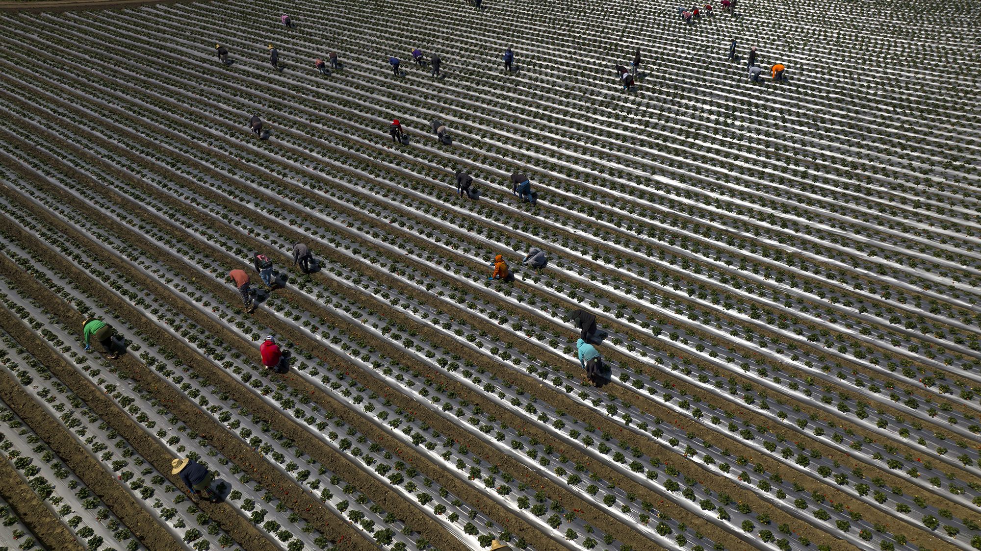 <i>Joe Sohm/Visions of America/Universal Images Group Editorial/Getty Images via CNN Newsource</i><br/>Migrant workers pick strawberries during harvest