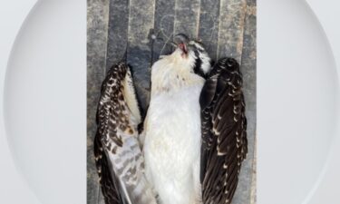 Staff at Colorado's St. Vrain State Park made a distressing discovery Friday morning when one of their fledgling osprey was found hanging from the nest platform.