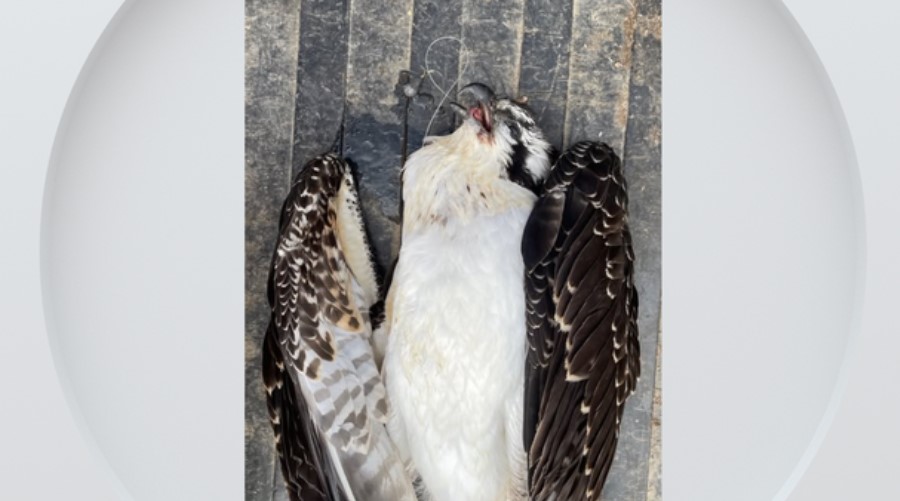 <i>St. Vrain State Park/KCNC via CNN Newsource</i><br/>Staff at Colorado's St. Vrain State Park made a distressing discovery Friday morning when one of their fledgling osprey was found hanging from the nest platform.