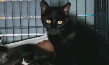 Shelter officials and community members are searching for answers after a cat was shot and paralyzed in Pittsburgh.