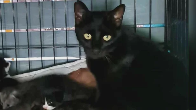 <i>KDKA via CNN Newsource</i><br/>Shelter officials and community members are searching for answers after a cat was shot and paralyzed in Pittsburgh.