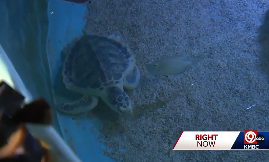<i>KMBC via CNN Newsource</i><br/>A rescue sea turtle was flown more than 1