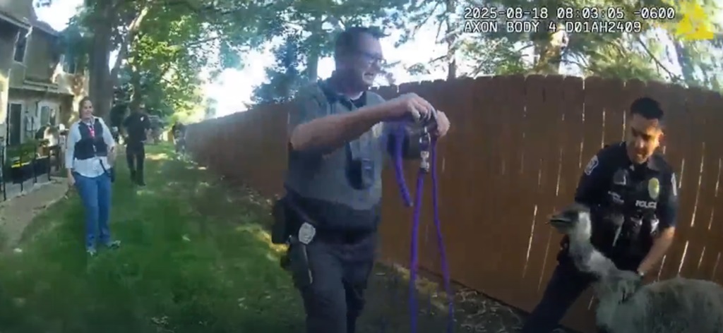 <i>RTD/KMGH via CNN Newsource</i><br/>RTD shared this body camera video of officers trying to capture an emu that got loose in Lakewood on August 18.