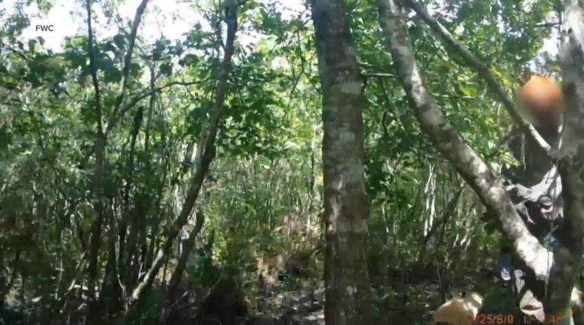 <i>FWC/WPTV via CNN Newsource</i><br/>Rambo is trained to find missing people and also detect items like knives