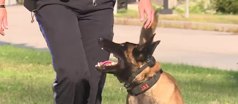 <i>WMTW via CNN Newsource</i><br/>Mary Pearson is a retired police sergeant who's found a new friend in Jax