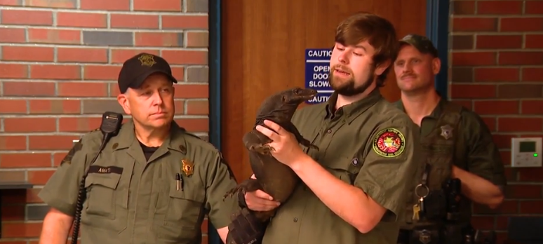 <i>WCVB via CNN Newsource</i><br/>A 5-foot-long water monitor lizard named Goose that escaped from his home in Webster