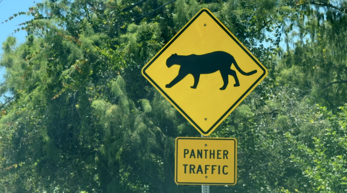 <i>WFTX via CNN Newsource</i><br/>Two 3-and-a-half-month-old Florida panther kittens were struck and killed by a vehicle on August 13