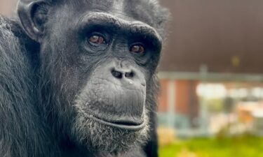 Winston the chimpanzee died at the age of 38.