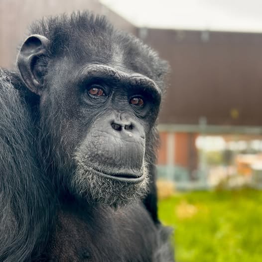 <i>Courtesy Indianapolis Zoo/WISH via CNN Newsource</i><br/>Winston the chimpanzee died at the age of 38.