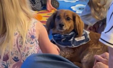 The Effingham County School District uses trained therapy dogs like Bowie and Zoey at Sand Hill Elementary School - to support students' academic