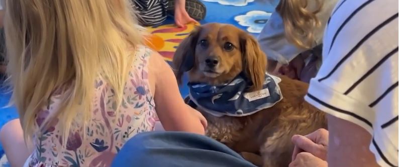 <i>WJCL via CNN Newsource</i><br/>The Effingham County School District uses trained therapy dogs like Bowie and Zoey at Sand Hill Elementary School - to support students' academic