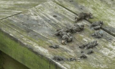 A new study from the Smithsonian Environmental Research Center in Edgewater