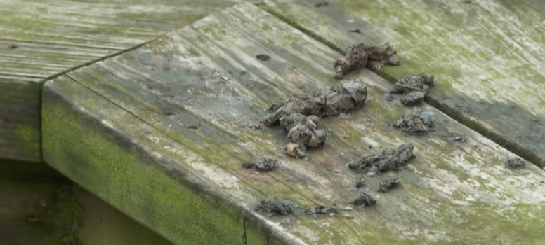 <i>WJZ via CNN Newsource</i><br/>A new study from the Smithsonian Environmental Research Center in Edgewater