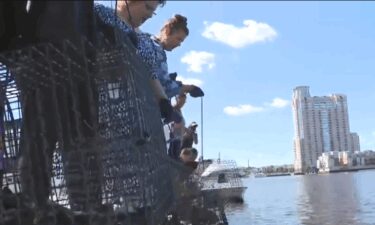 The Baltimore Oyster Partnership