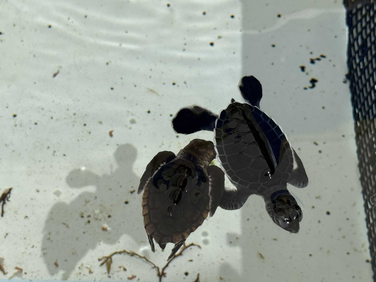 <i>WPBF via CNN Newsource</i><br/>Hurricane Erin is not only producing big swells but also contributing to beach erosion across Florida's east coast —  affecting sea turtle nests and hatchlings.