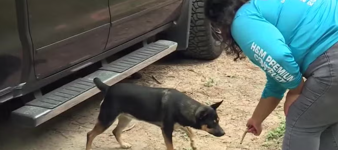 <i>WVTM via CNN Newsource</i><br/>Paulina Mejia's dogs have reportedly recovered human remains for the third time in a year.