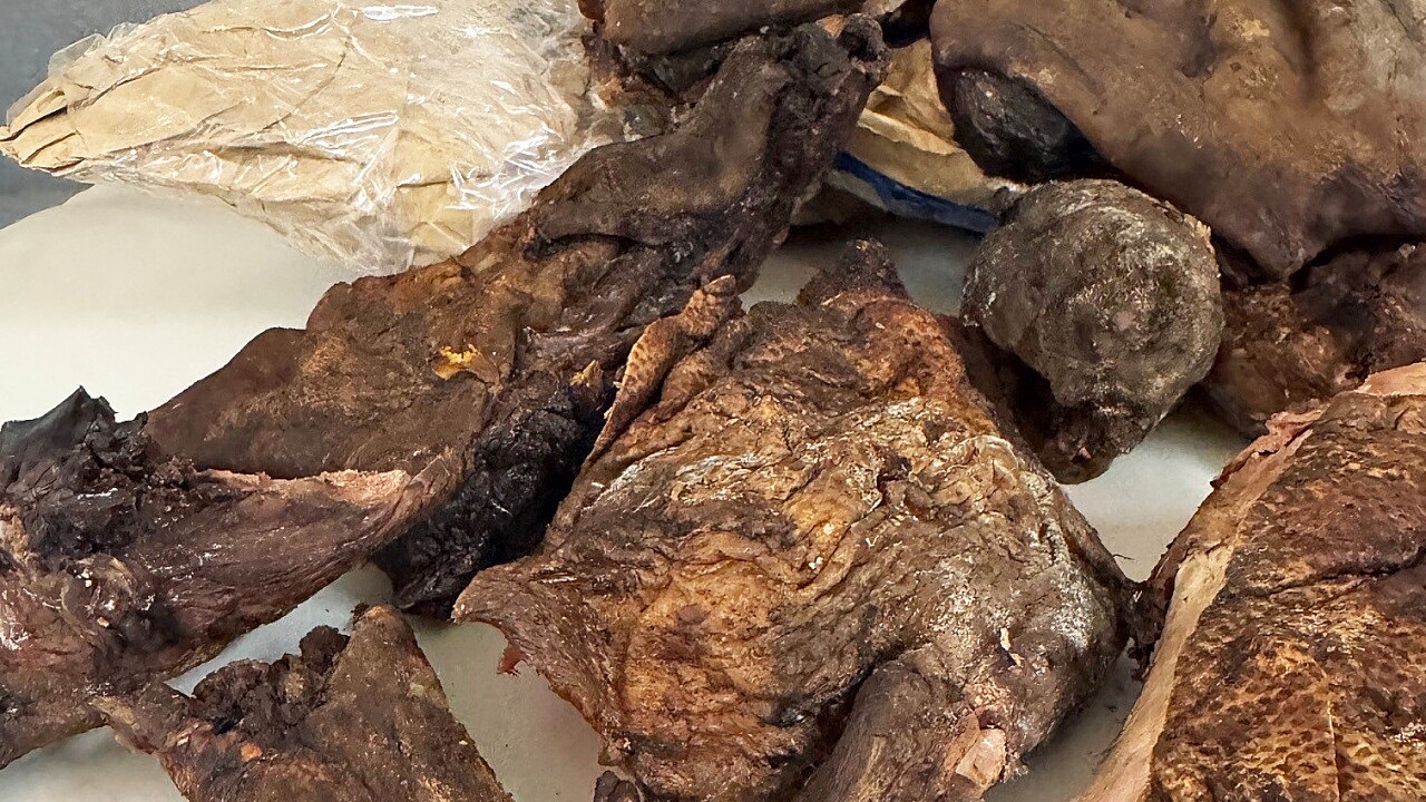 <i>U.S. Customs and Border Protection/WXYZ via CNN Newsource</i><br/>Customs and Border Protection agents intercepted bushmeat twice in one week at Detroit Metropolitan Airport last month.