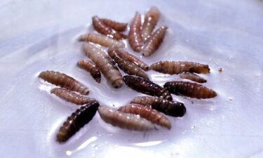 Larvae of the screwworm fly