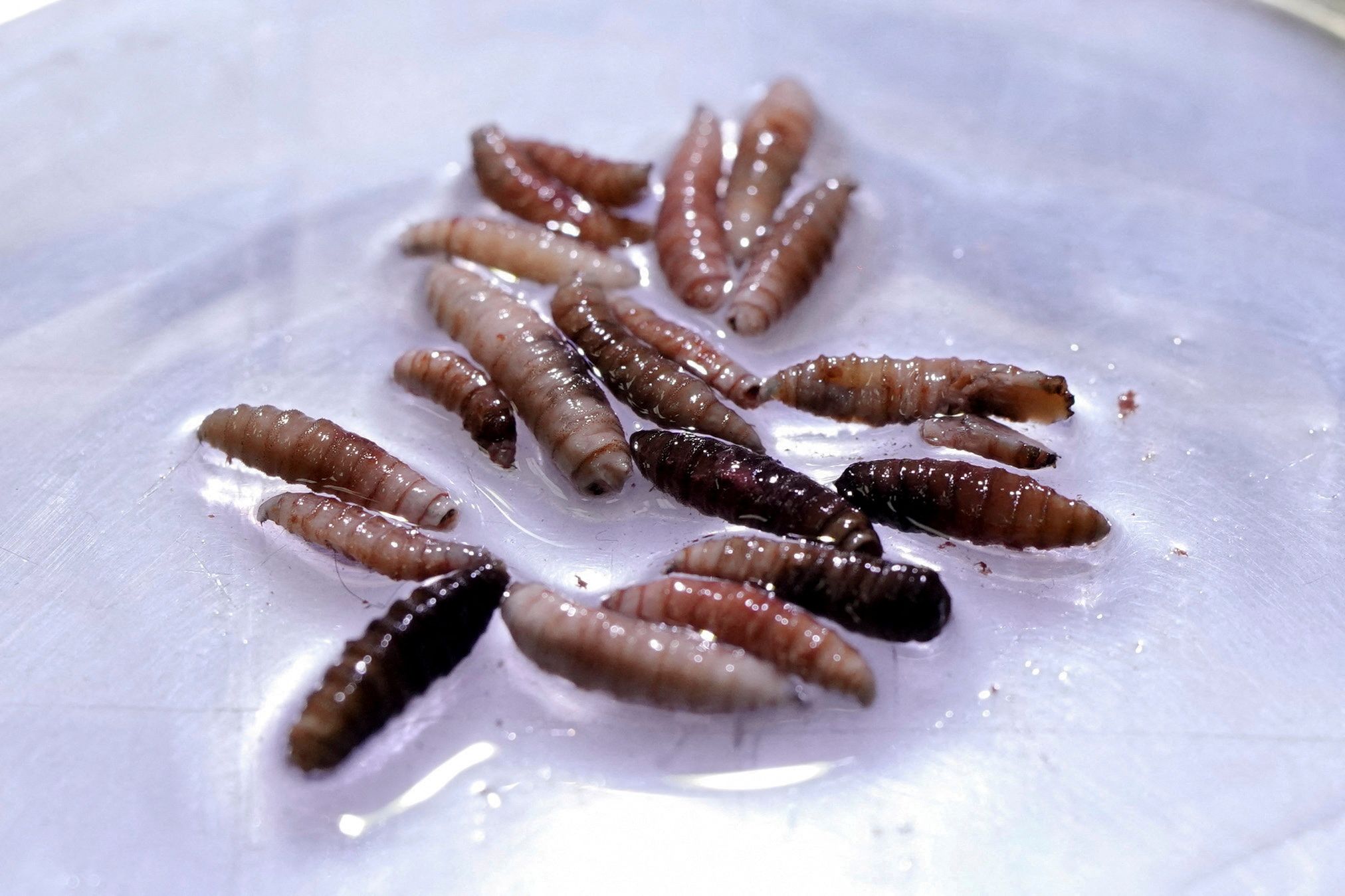 Larvae of the screwworm fly